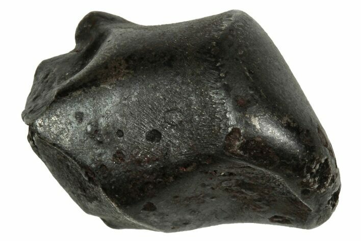 Fusion Crusted Sikhote-Alin Iron Meteorite ( g) - Russia #334554